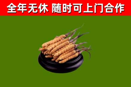 胡杨河烟酒回收冬虫夏草.jpg